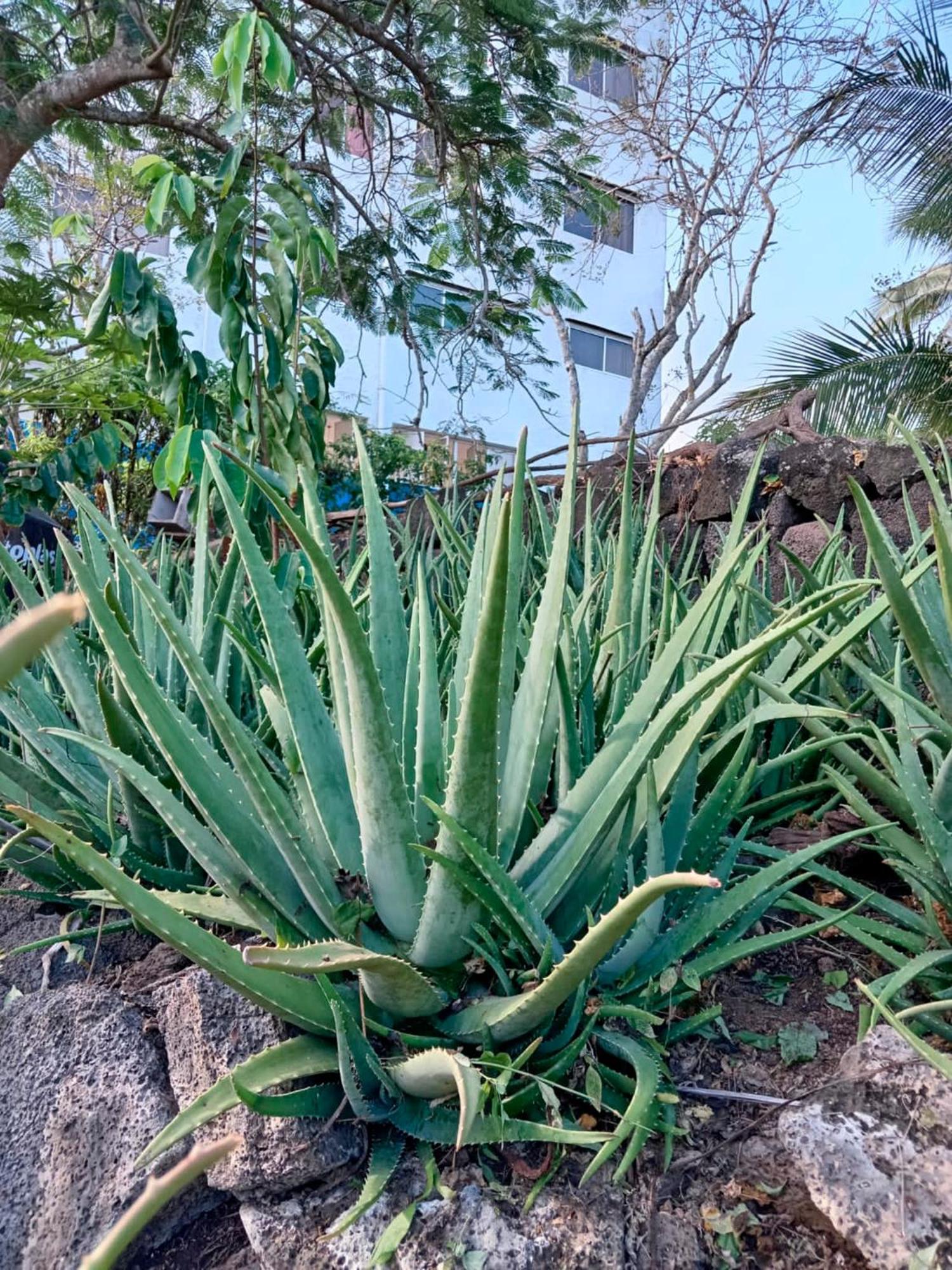מלון פורטו איורה Isla Azul מראה חיצוני תמונה